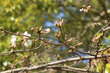 桜の花