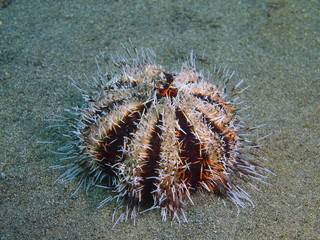 Sea urchin, Island Bali