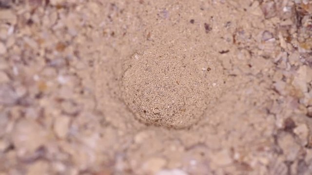 antlion larva
