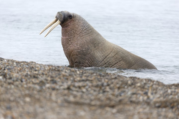 Walrus, Svalbard, Arctic. 
