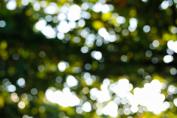 sunlight through leaves on tree, image blur bokeh background