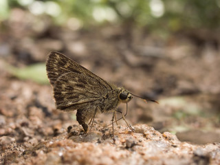 close up The Pale marked Ace,Thailand