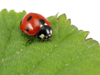 Ladybug on leaf