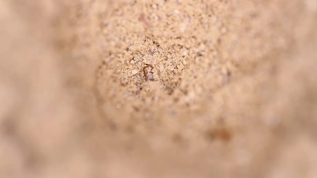 antlion larva close-up

