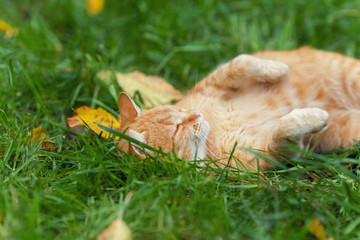 Little red kitten sleeping on the back in grass