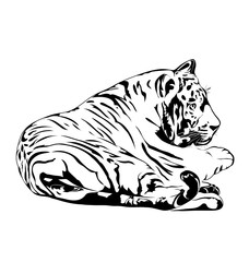 Bengal tiger