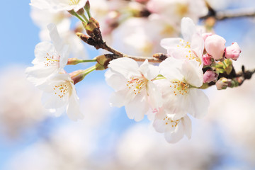 ソメイヨシノ　クローズアップ　　埼玉県　熊谷市　日本