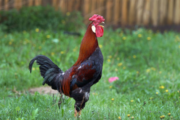 bantam