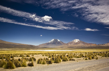 grass dessert in bolivia near volcano Sajama with snow-covered mountains