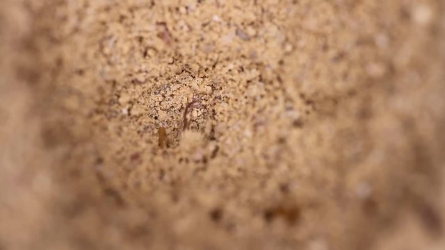 antlion larva close-up
