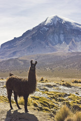 lama standing and looking near volcano Sajama in Bolivia