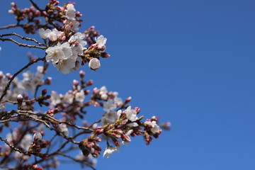 桜の花