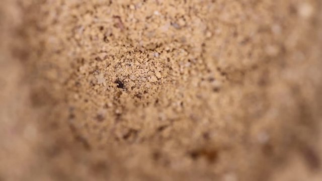 antlion larva close-up
