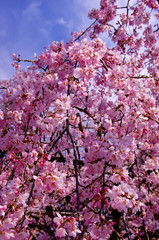 満開の枝垂れ桜