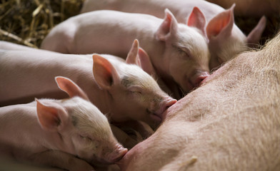Piglets feeding from mother pig - obrazy, fototapety, plakaty