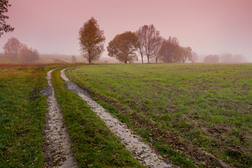 Fototapeta na wymiar Dirt road in the field. Misty morning in countryside.