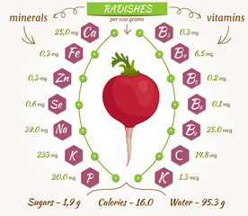 Radish vector infographics. The content of minerals and vitamins in fresh radishes. Illustration about nutrients, vegetables, health food, diet. Flat style.
