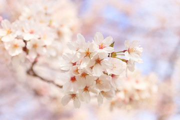 Fototapeta premium さくら