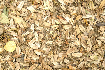 Dry leaves