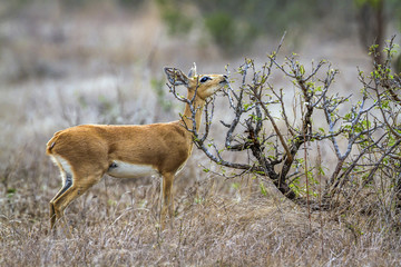 Steenbok in Kruger National park, South Africa