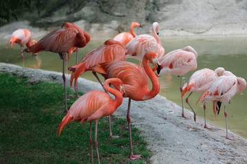 Fenicotteri Rosa - Zoo Le Cornelle