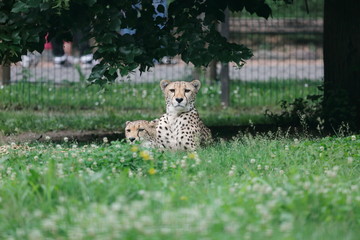 Leopardo - Zoo Le Cornelle  © Makiskorpio