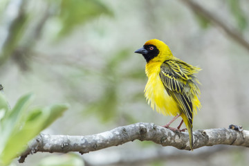 Southern Masked-Weaver in Kruger National park, South Africa