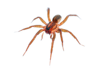 Long legs spider isolated on white