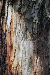 macro tree bark