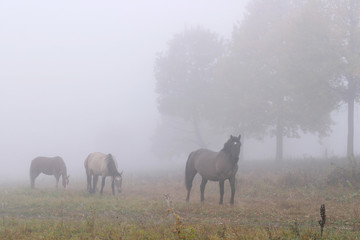 Horses in the mist