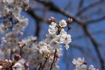 桜の花