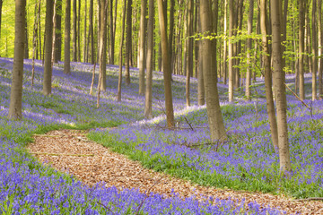 Path through a blooming bluebell forest in Belgium