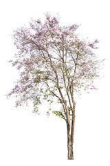 Obraz premium pink flowers tree isolated on white background
