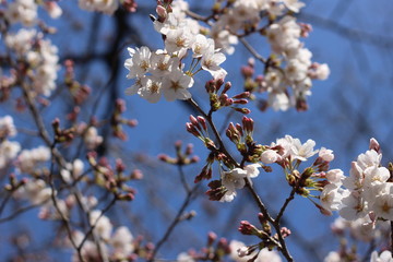 桜の花