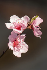 branch of a blossoming peach