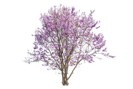 Fototapeta pink flowers tree isolated on white background
