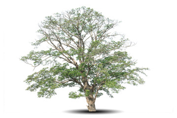 Tree isolated on white background