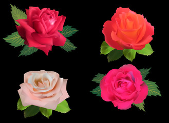 four bright rose flowers isolated on black
