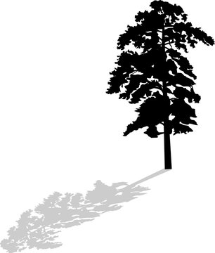 single black pine large silhouette with shadow