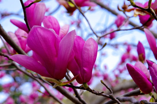 紫木蓮の花」の写真素材 | 4,046件の無料イラスト画像 | Adobe Stock