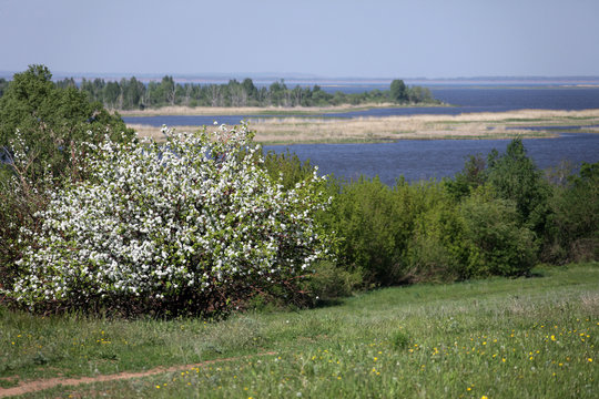 blooming apple trees