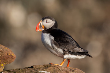 Puffin (Fratercula arctica), Latrabjarg cliffs, Iceland