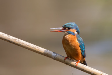 Kingfisher female (Alcedo atthis), Italy