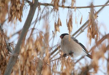 bullfinches on tree