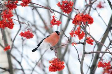 bullfinches on tree