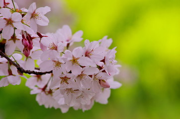 桜の花と菜の花