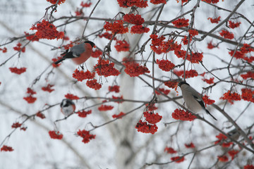 bullfinches on tree