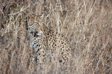 Naklejka premium Leopard camouflaged in the grass