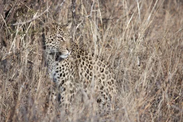 Fotobehang Leopard camouflaged in the grass © johann21