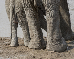 Mother and baby elephant rear view